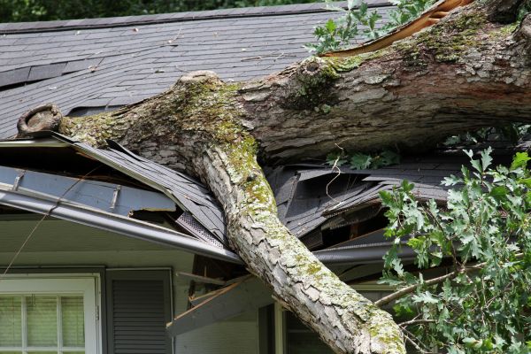 Storm Remediation in Vista